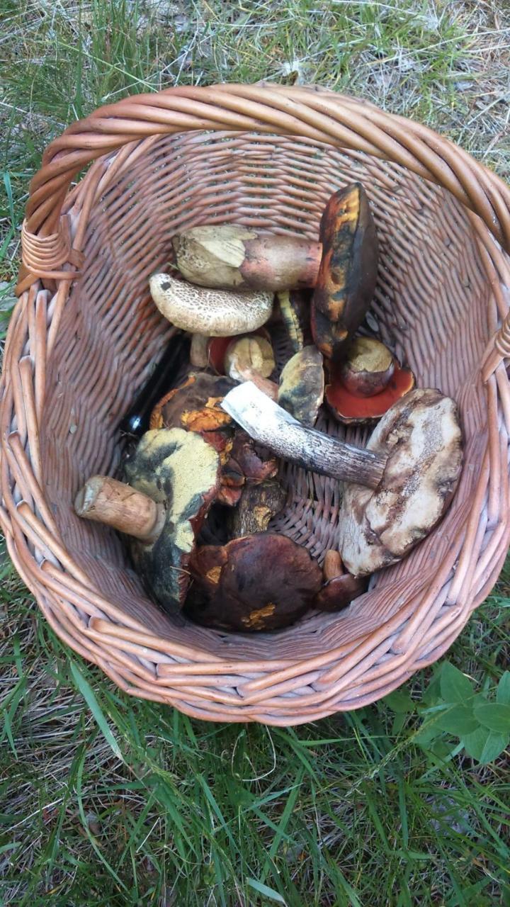 Farma U Lesa Appartement Hlinsko Buitenkant foto